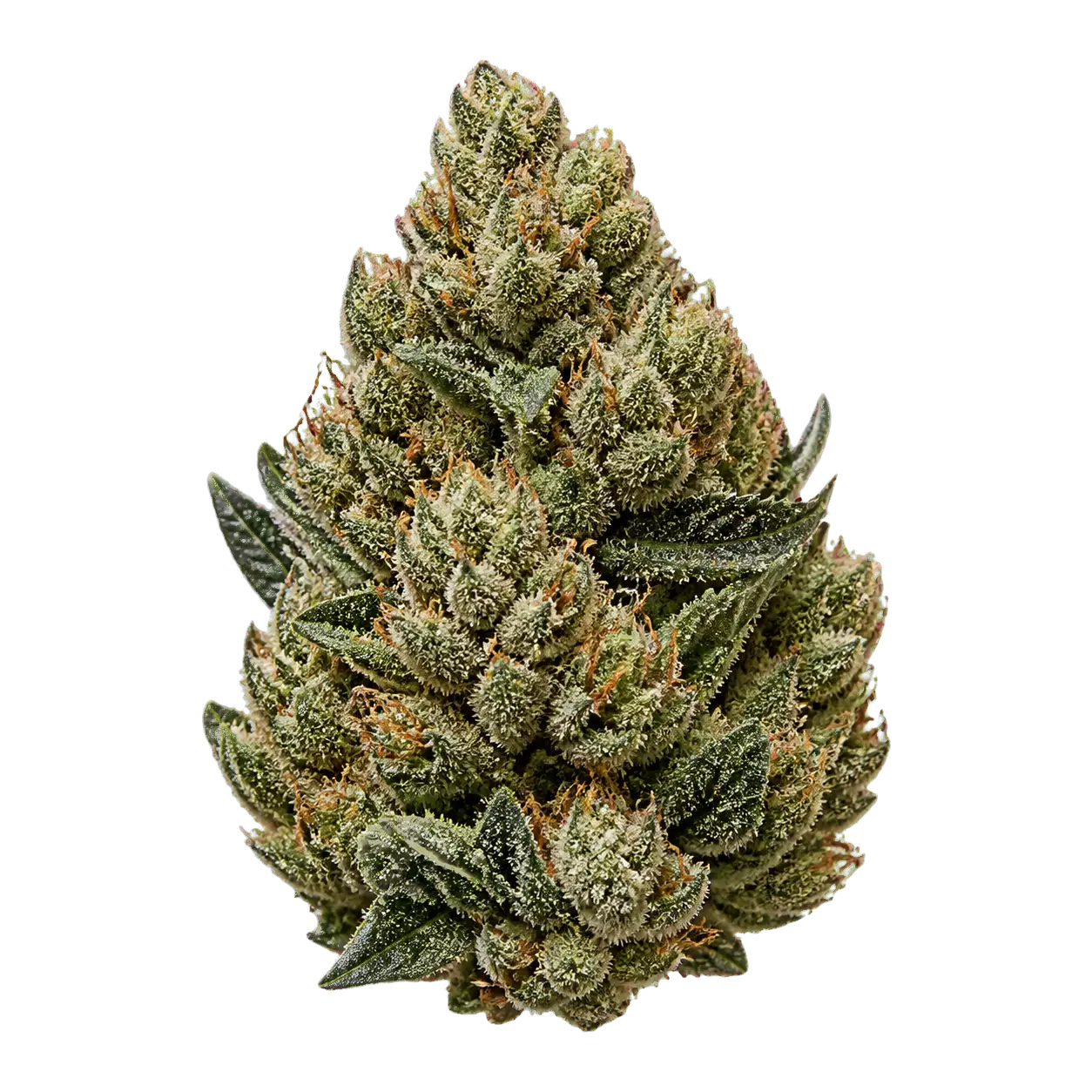 Cannabis flower